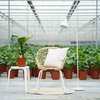 Alocasia Low Rider
