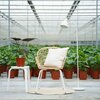 Alocasia Wentii