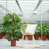 Monstera Pertusum