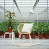 Philodendron red emerald met mosstok