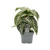Aphelandra S