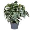 Aphelandra M