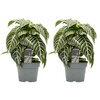 Aphelandra duo S
