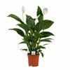 Spathiphyllum Vivaldi