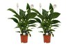 Spathiphyllum duo