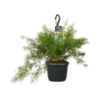 Asparagus densiflorus