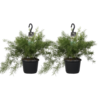 Asparagus duo