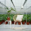 Alocasia Portodora