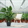 Strelitzia Nicolai XL