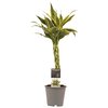 Dracaena Sandriana White