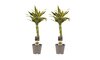 Dracaena Sandriana White duo