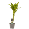 Dracaena Sandriana Gold