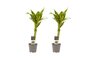 Dracaena Sandriana Gold duo