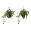 Chlorophytum duo
