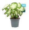 Caladium Aaron