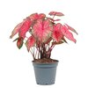 Caladium Party Punch
