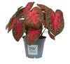 Caladium Fast Flash