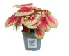 Caladium Lemon BLush 