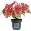 Caladium Raspberry Moon