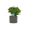 Lidcactus Roze in keramiek