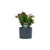 Lidcactus Rood in keramiek