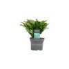 Lidcactus Paars