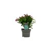 Lidcactus Rood