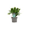 Lidcactus Wit