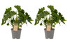 Duo Philodendron Shangri La