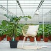Alocasia Portodora XL