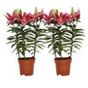 Potlelie roze duo 17cm 