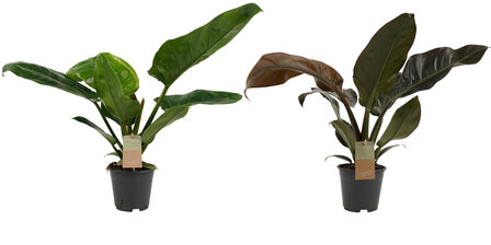 Philodendron Imperial Red &amp; Green duo