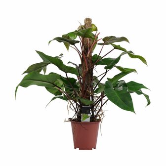 Philodendron red emerald met mosstok