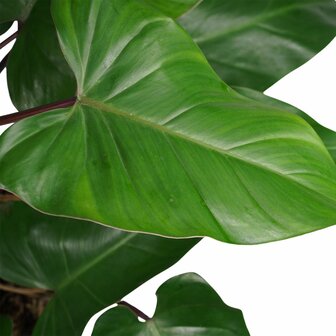 Philodendron red emerald met mosstok