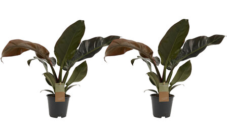 Philodendron Imperial Red duo