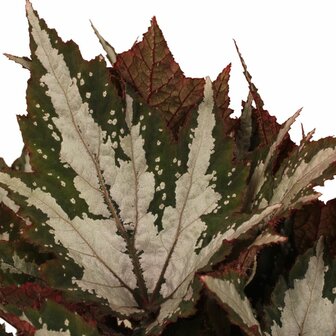 Begonia Sumatra Green