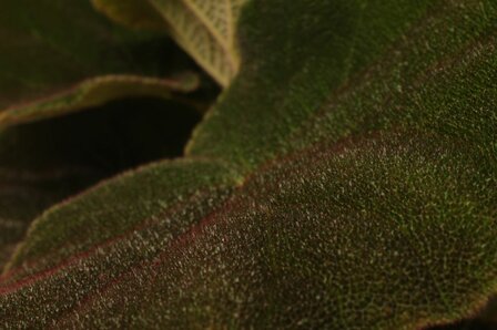 Begonia Masoniana Jungle