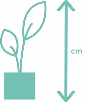Cordyline plantenbox