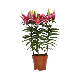 Potlelie roze 17cm