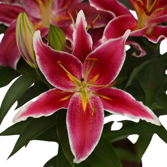 Potlelie roze 17cm