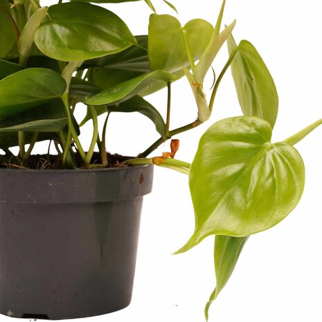 Philodendron Scandens duo
