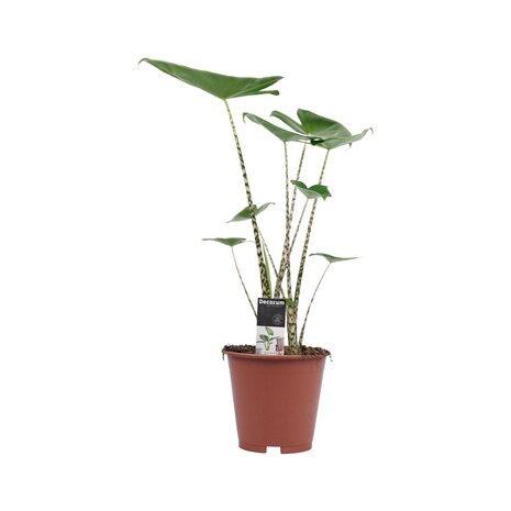 Alocasia Zebrina