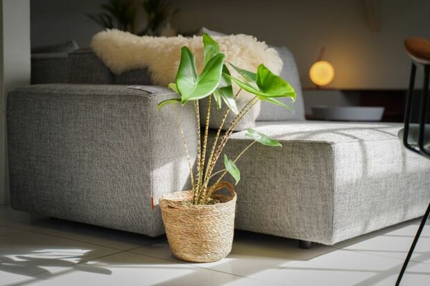 Alocasia Zebrina