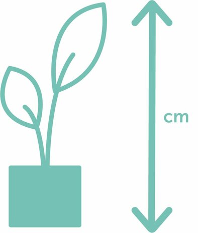 Alocasia Zebrina