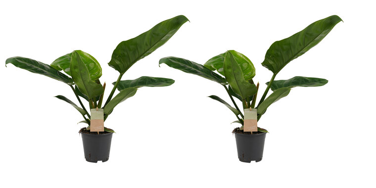 Philodendron Imperial Green duo