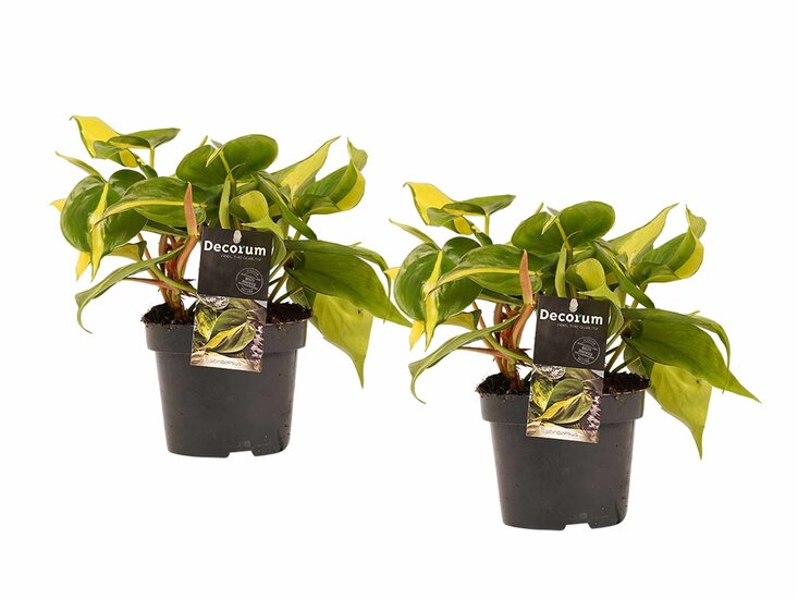 Philodendron Brazil en Scandens duo