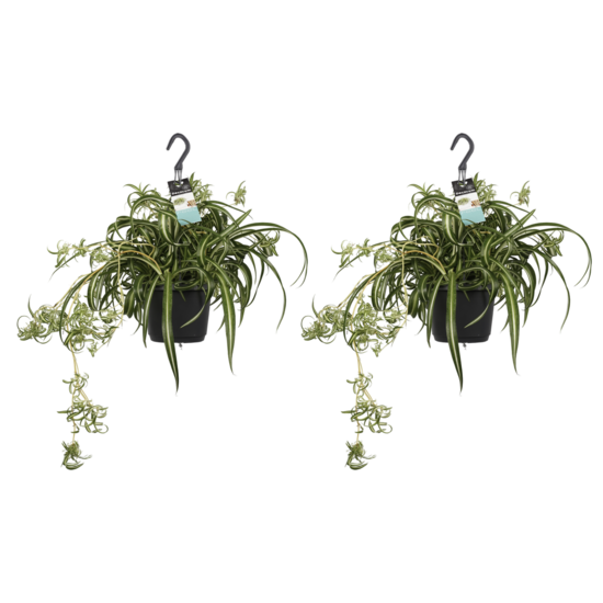 Chlorophytum duo